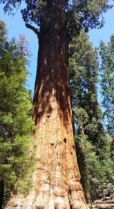 Sequoya Park General Sherman