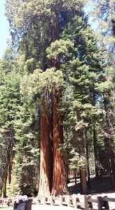 Sequoya Park General Sherman