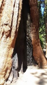 grootste boom ter wereld-3