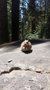 Sequoya Park