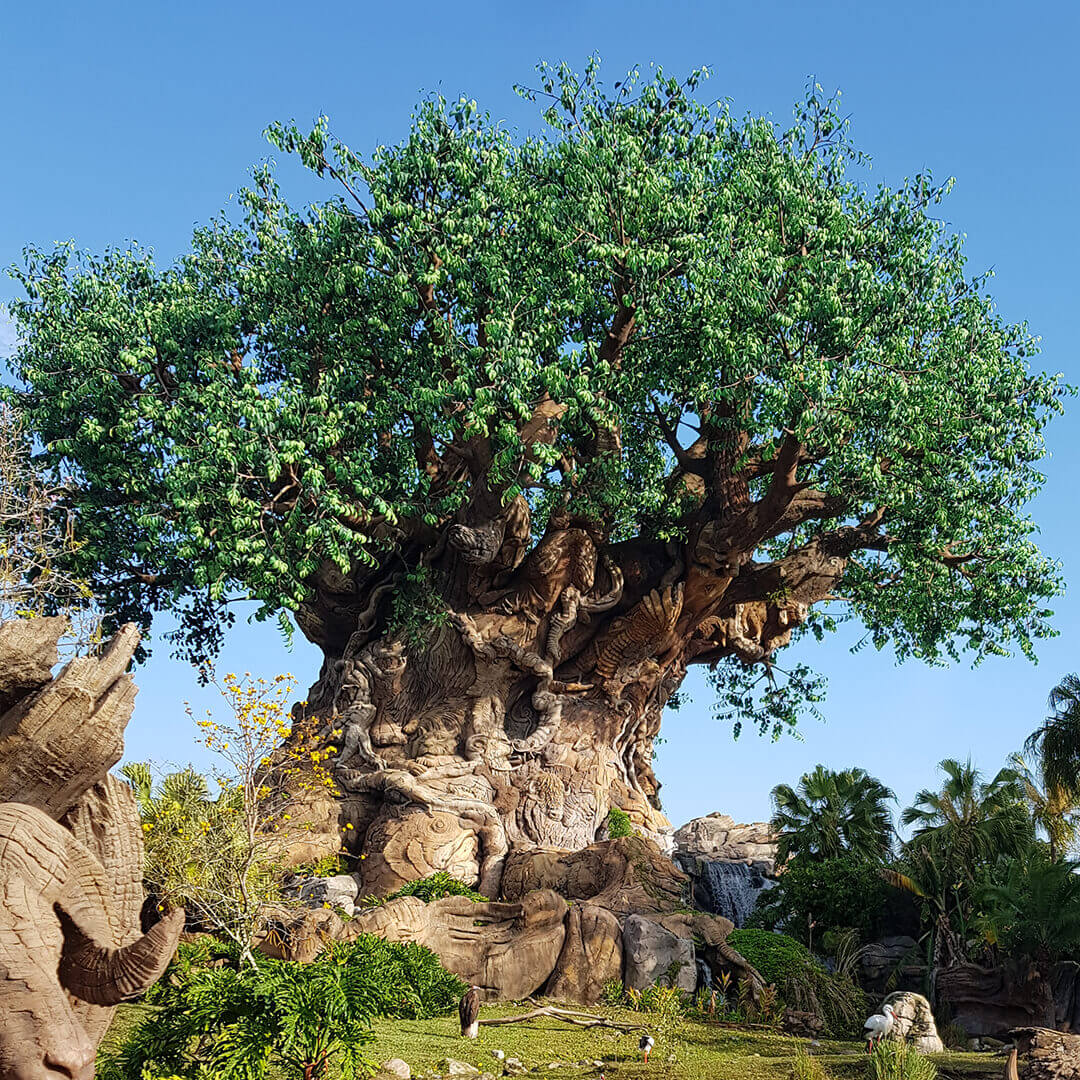 animal-kingdom