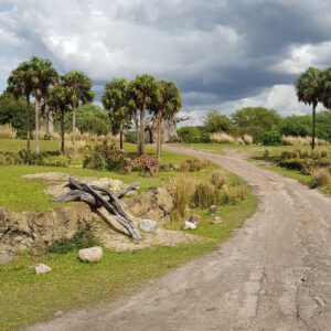 Kilimanjaro Safari Animal Kingdom