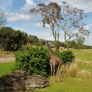Kilimanjaro Safari Animal Kingdom