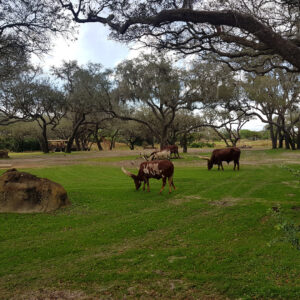 Kilimanjaro Safari Animal Kingdom