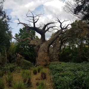 Kilimanjaro Safari Animal Kingdom