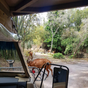 Kilimanjaro Safari Animal Kingdom