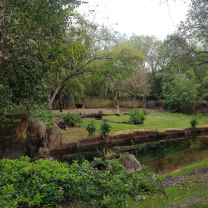 Kilimanjaro Safari Animal Kingdom