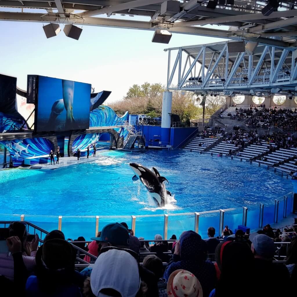Orca Encounter