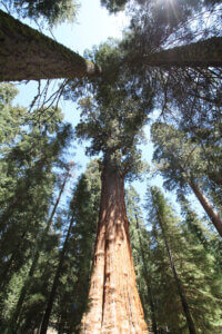 Sequoya Park