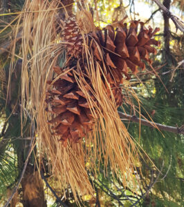 Idyllwild