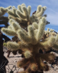 Joshua Tree National Park California