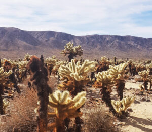 Joshua Tree National Park California