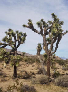 Joshua Tree National Park California