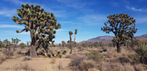 Joshua Tree National Park California