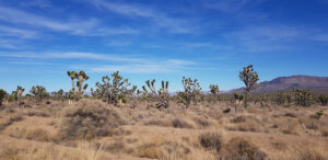 Joshua Tree National Park California