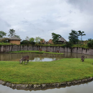 wildlands-2021-afrika-dieren-2