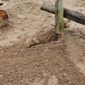 wildlands-2021-afrika-dieren-4