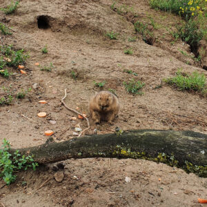 wildlands-2021-afrika-dieren-5