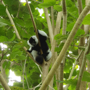 wildlands-2021-regenwoud-dieren