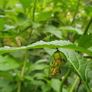 wildlands-2021-regenwoud-dieren-4