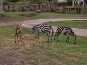 wildlands-2021-safari-dieren-6