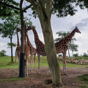 wildlands-2021-safari-giraffe-2
