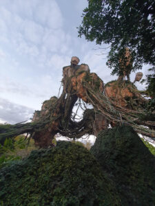 Pandora World Of Avatar