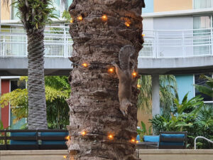 universal-studios-orlando-cabana-bay-resort