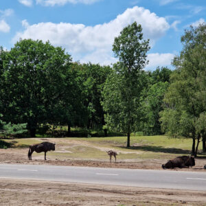 brew-at-the-zoo-2022-beekse-bergen-18