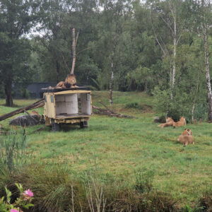 brew-at-the-zoo-2022-beekse-bergen-2