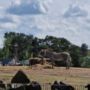brew-at-the-zoo-2022-beekse-bergen-26