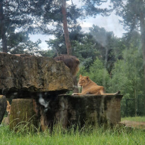 brew-at-the-zoo-2022-beekse-bergen-39