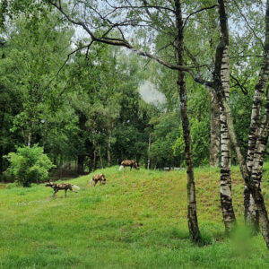 brew-at-the-zoo-2022-beekse-bergen-4