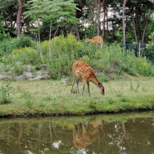 brew-at-the-zoo-2022-beekse-bergen-44