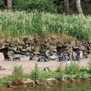 brew-at-the-zoo-2022-beekse-bergen-47