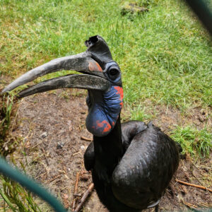 brew-at-the-zoo-2022-beekse-bergen-5