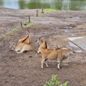 brew-at-the-zoo-2022-beekse-bergen-7