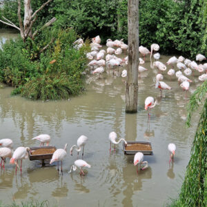 brew-at-the-zoo-2022-beekse-bergen-9